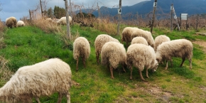 $Pecore contro le erbacce
